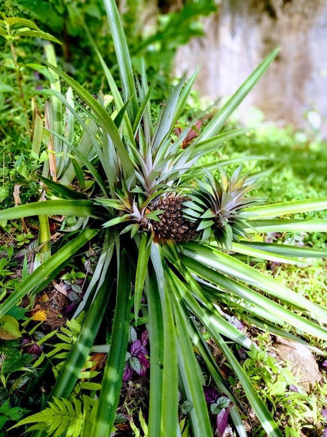 Вилла Roots Jungle Retreat Мариго Экстерьер фото