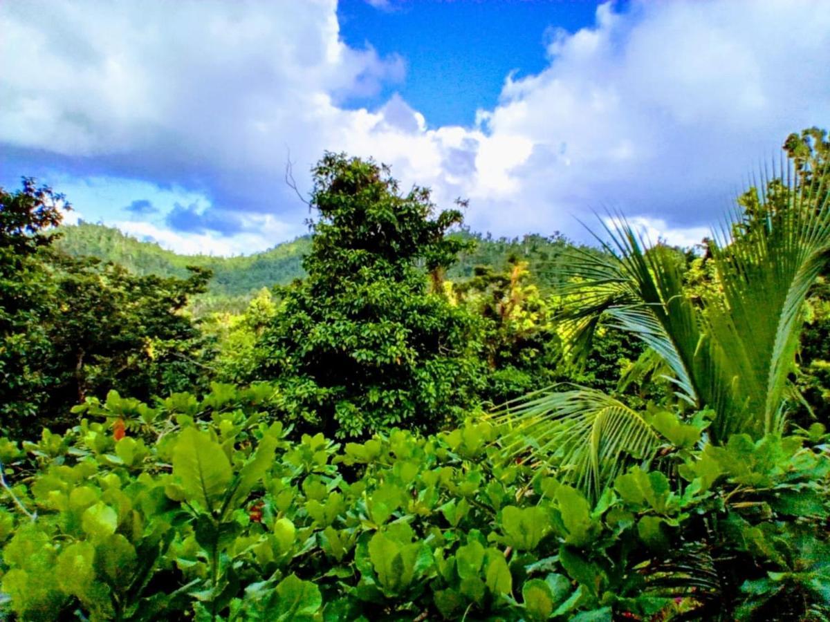 Вилла Roots Jungle Retreat Мариго Экстерьер фото