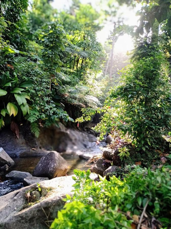Вилла Roots Jungle Retreat Мариго Экстерьер фото