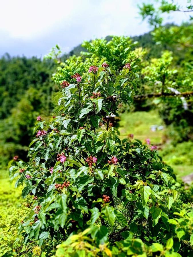 Вилла Roots Jungle Retreat Мариго Экстерьер фото