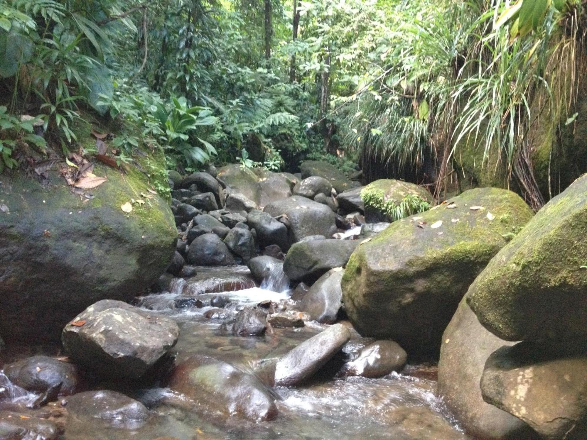 Вилла Roots Jungle Retreat Мариго Экстерьер фото