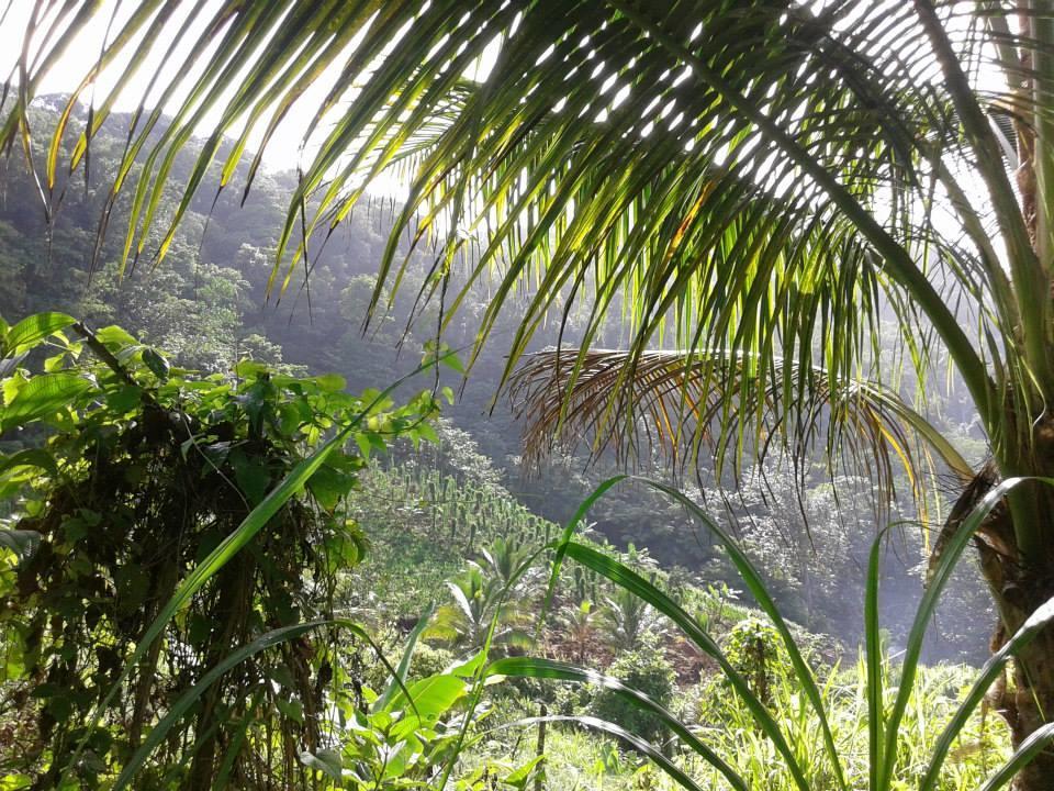 Вилла Roots Jungle Retreat Мариго Экстерьер фото
