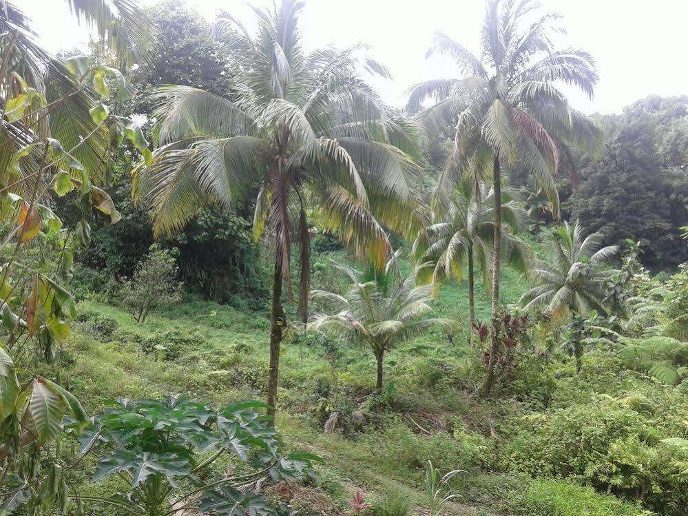 Вилла Roots Jungle Retreat Мариго Экстерьер фото